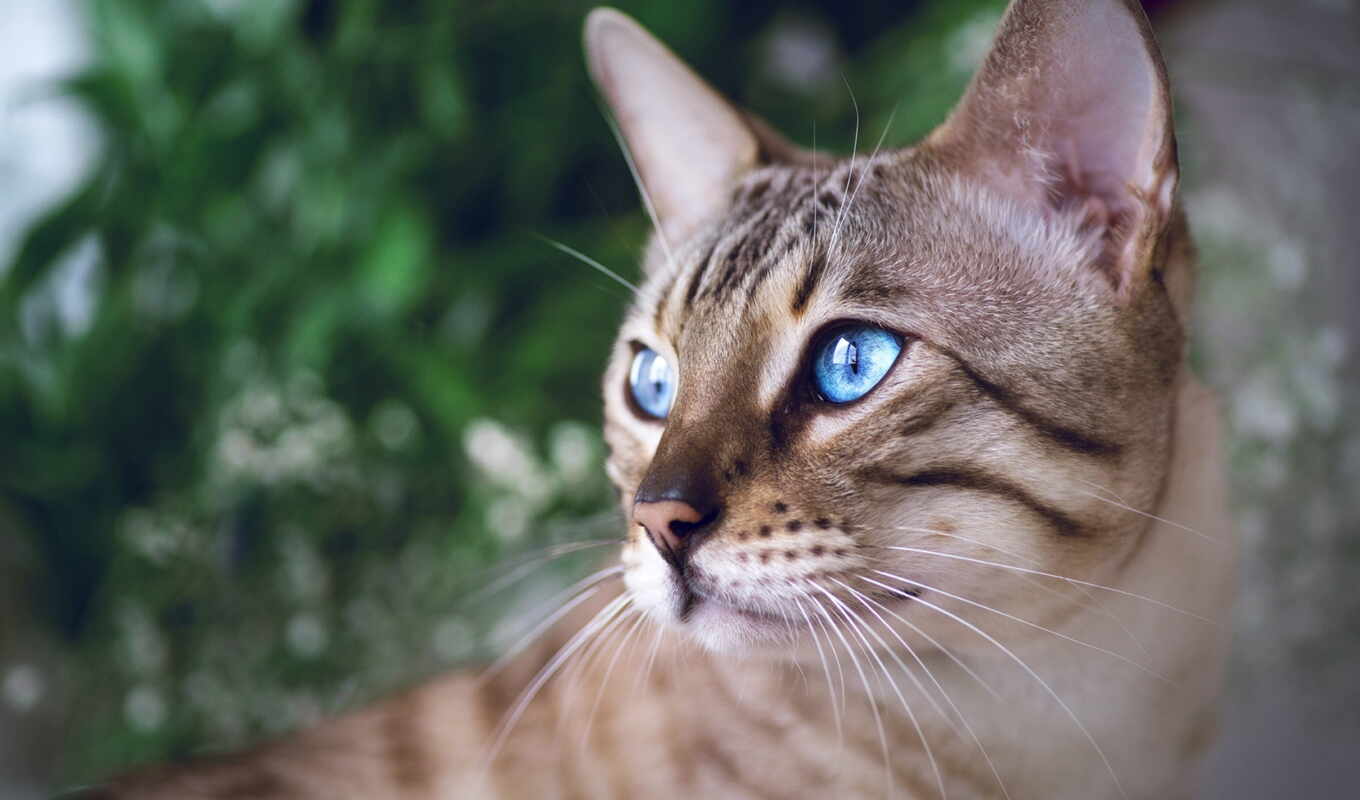 blue, глаз, кот, portrait, смотреть, морда, бенгальский