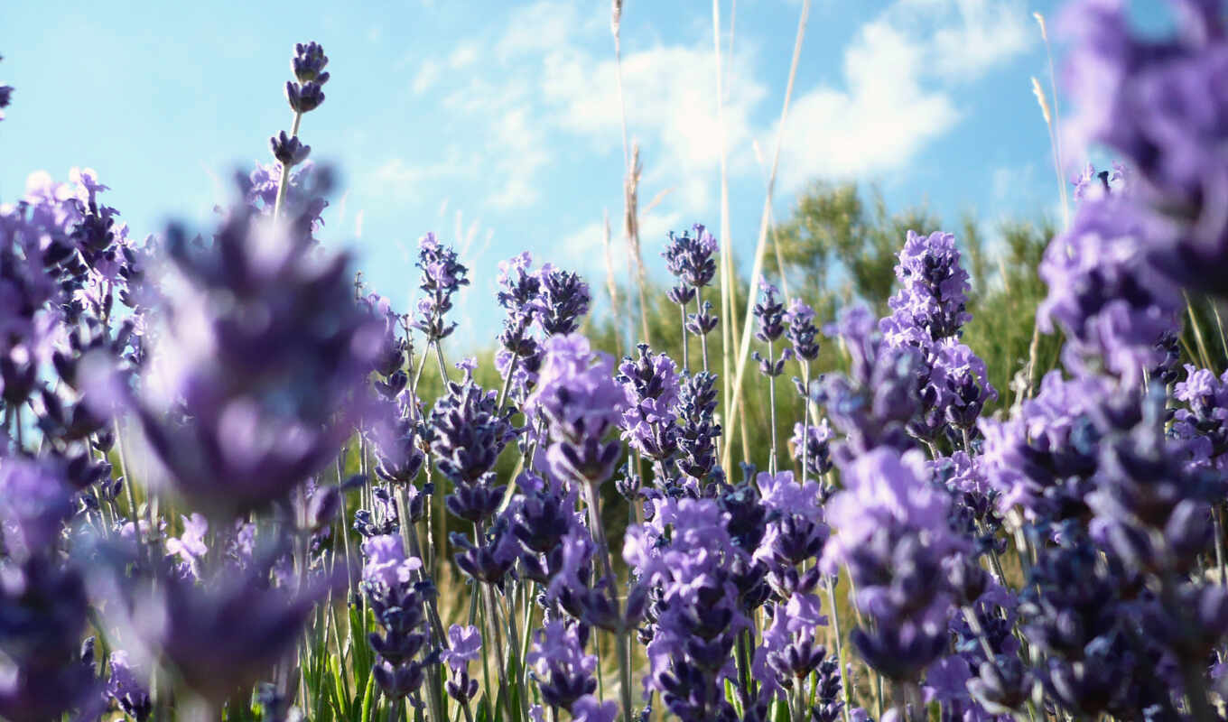цветы, картинка, purple, lavender, sofia, rotaru