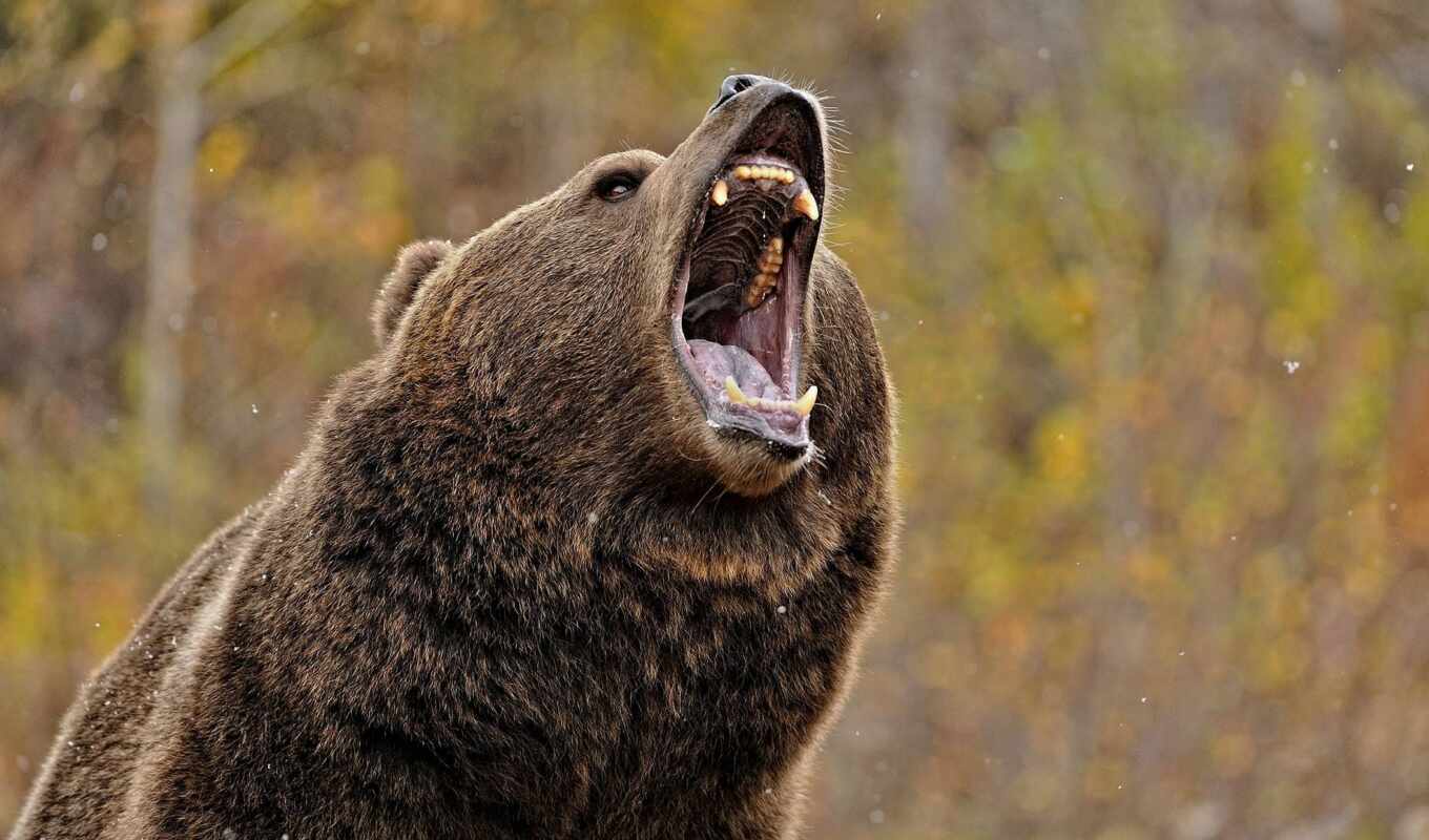 bear, mouth, funart