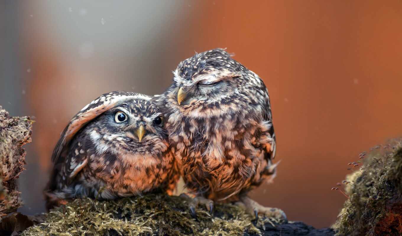owl, little, bird, animal, baby, closeup