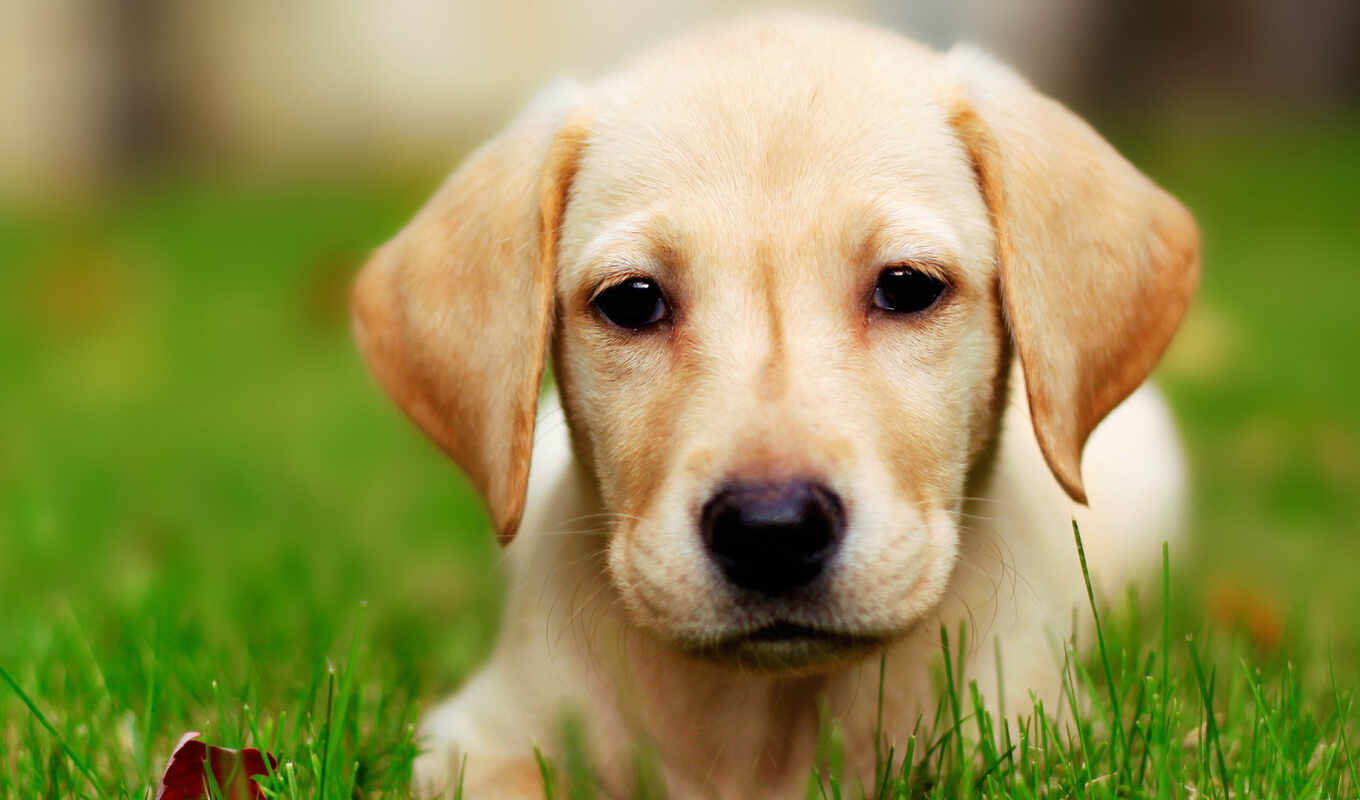 собака, labrador, retriever