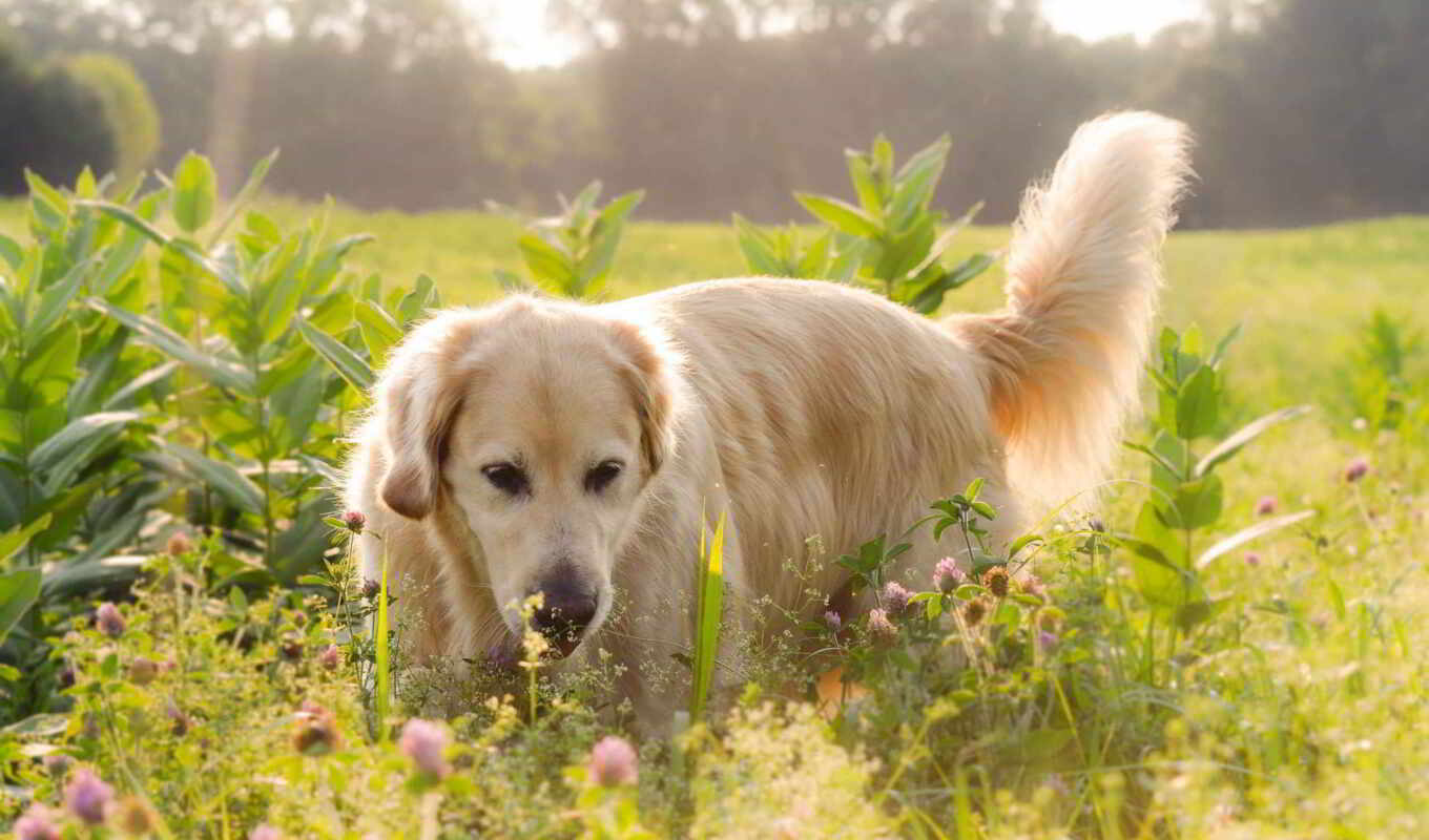 flowers, summer, field, dog, dogs, Labrador, retriever, zhivotnye, köpek