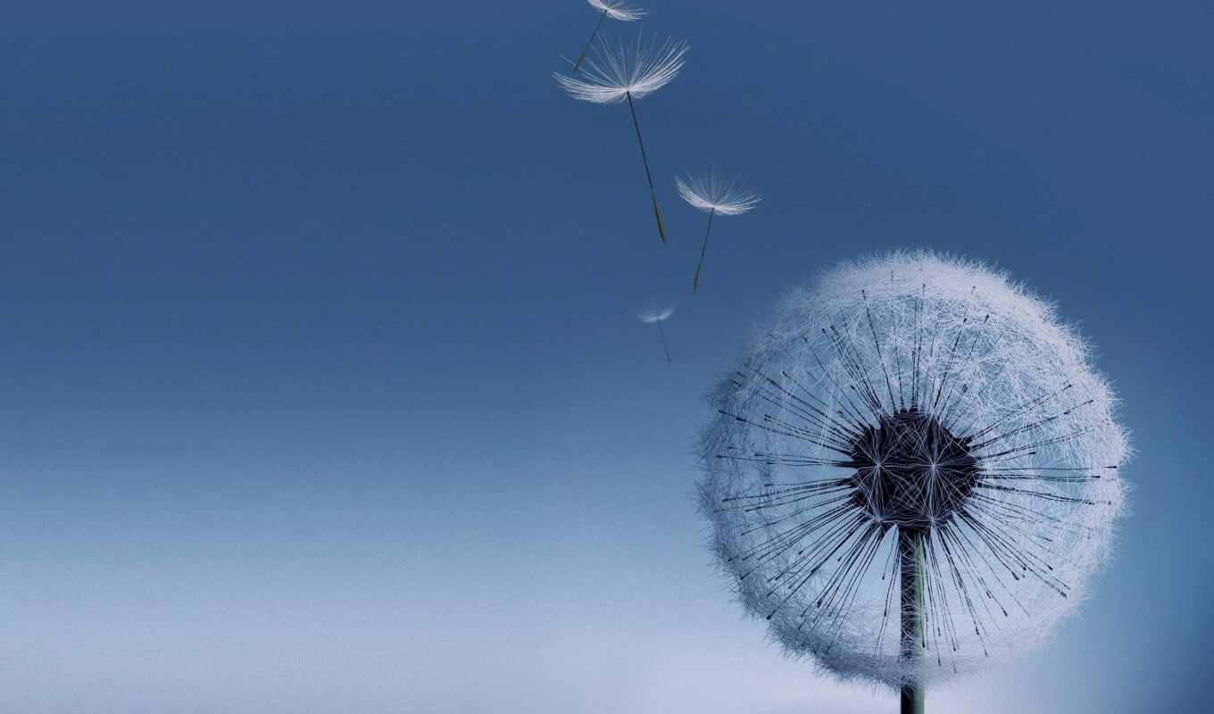 telephone, picture, picture, page, pic, galaxy, dandelion