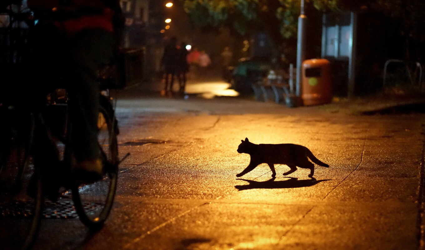 night, street, cat, street, a shadow, lantern