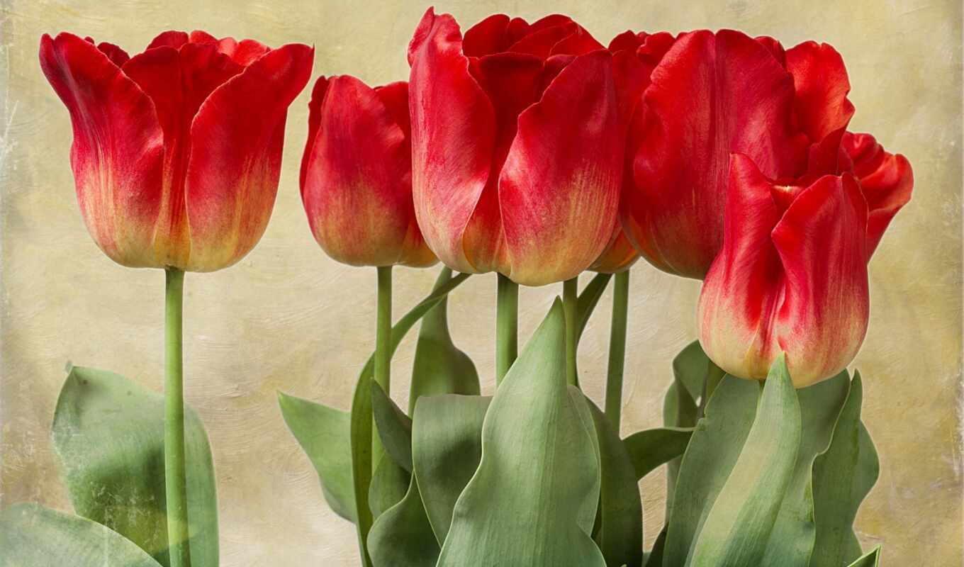 high, фон, resolution, текстура, тела, canvas, awesome, любое, tulipani