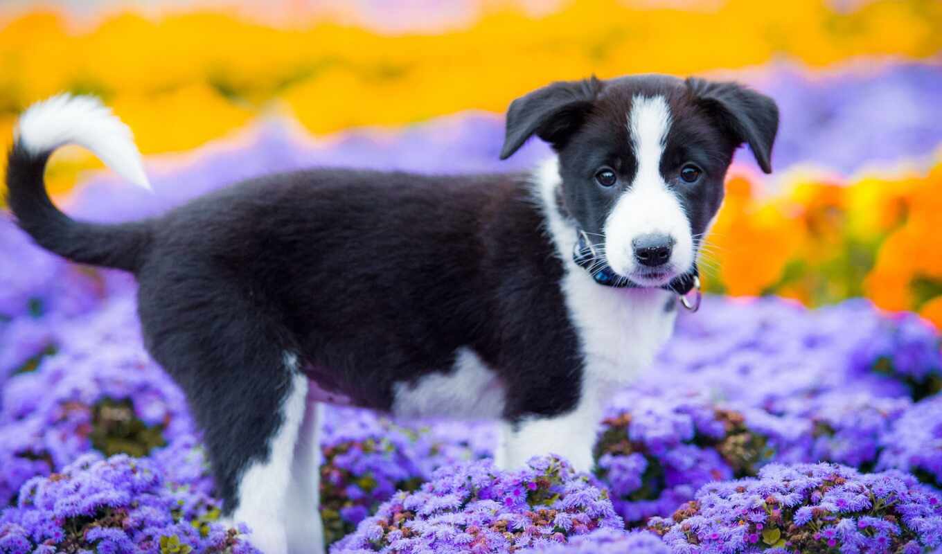 picture, dog, border, collie