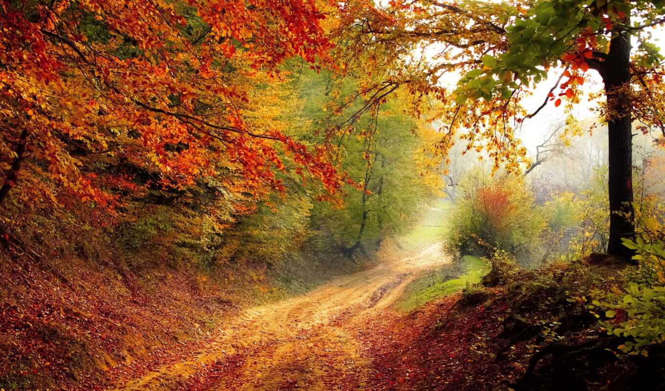 природа, лист, ноутбук, дерево, лес, осень, красивый, праздник, лиственный