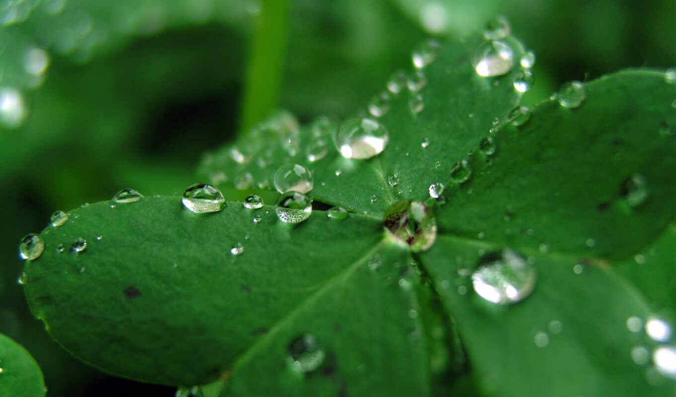 nature, drop, green, dew, young, lucky, clover, to become, dollar, currency, born