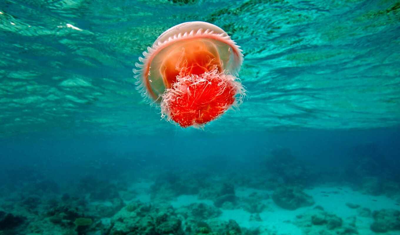 live, jellyfish, миро