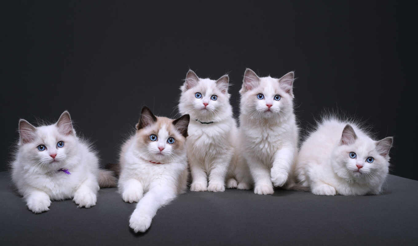 black, blue, white, глаз, кот, браун