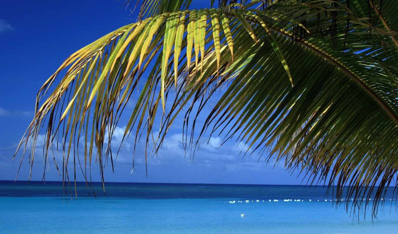 фон, пляж, caribbean, море, resort, ocean, отдых, красивый, palm, korablus