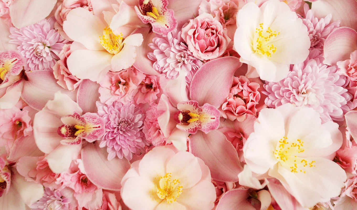 цветы, розовый, hoa, hương, лео, труд