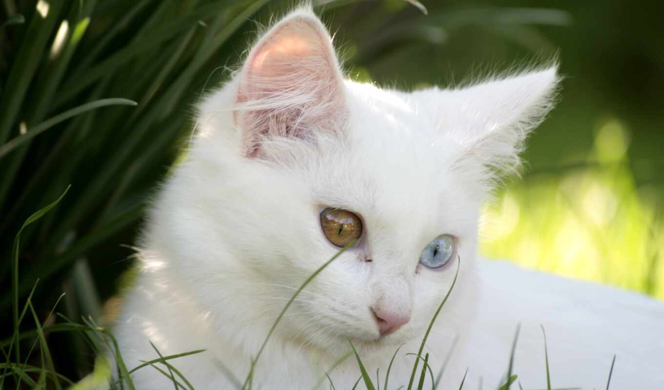 white, глаз, кот, pic, krasivostus