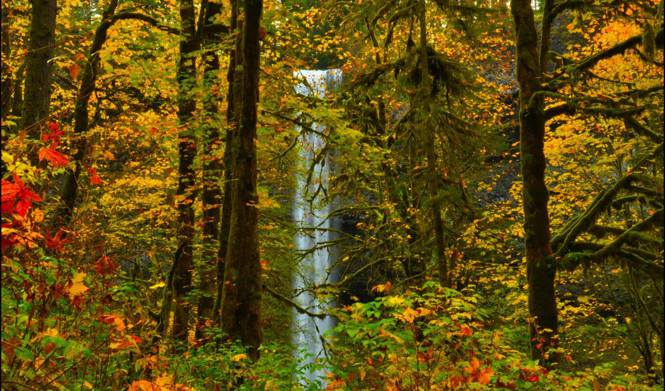 tree, waterfall, leaf, all, fore, acima