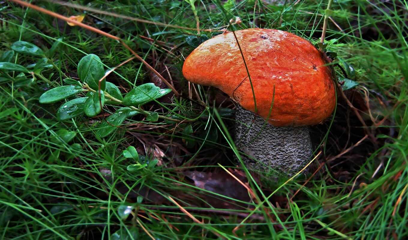 mushroom, подосиновик