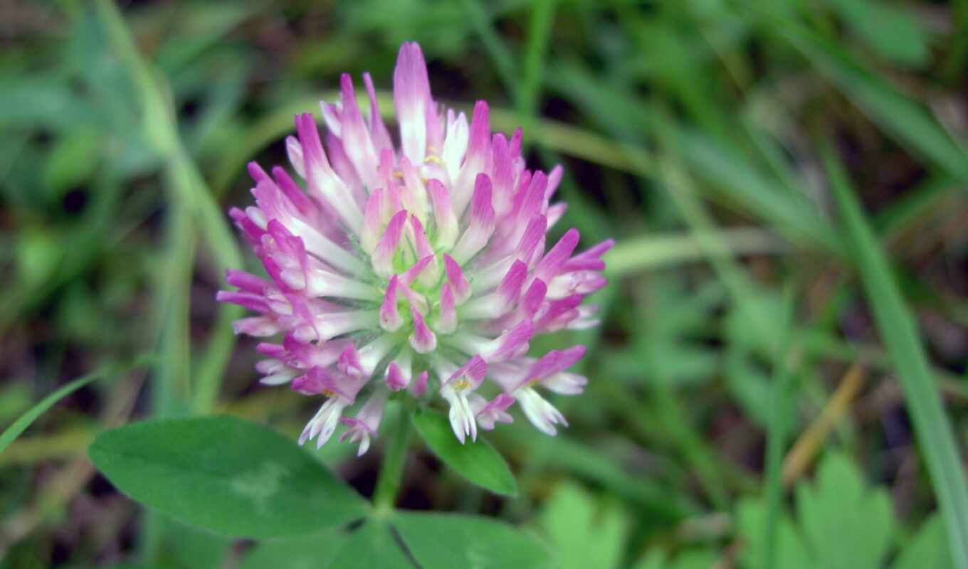 flowers, pic, clover