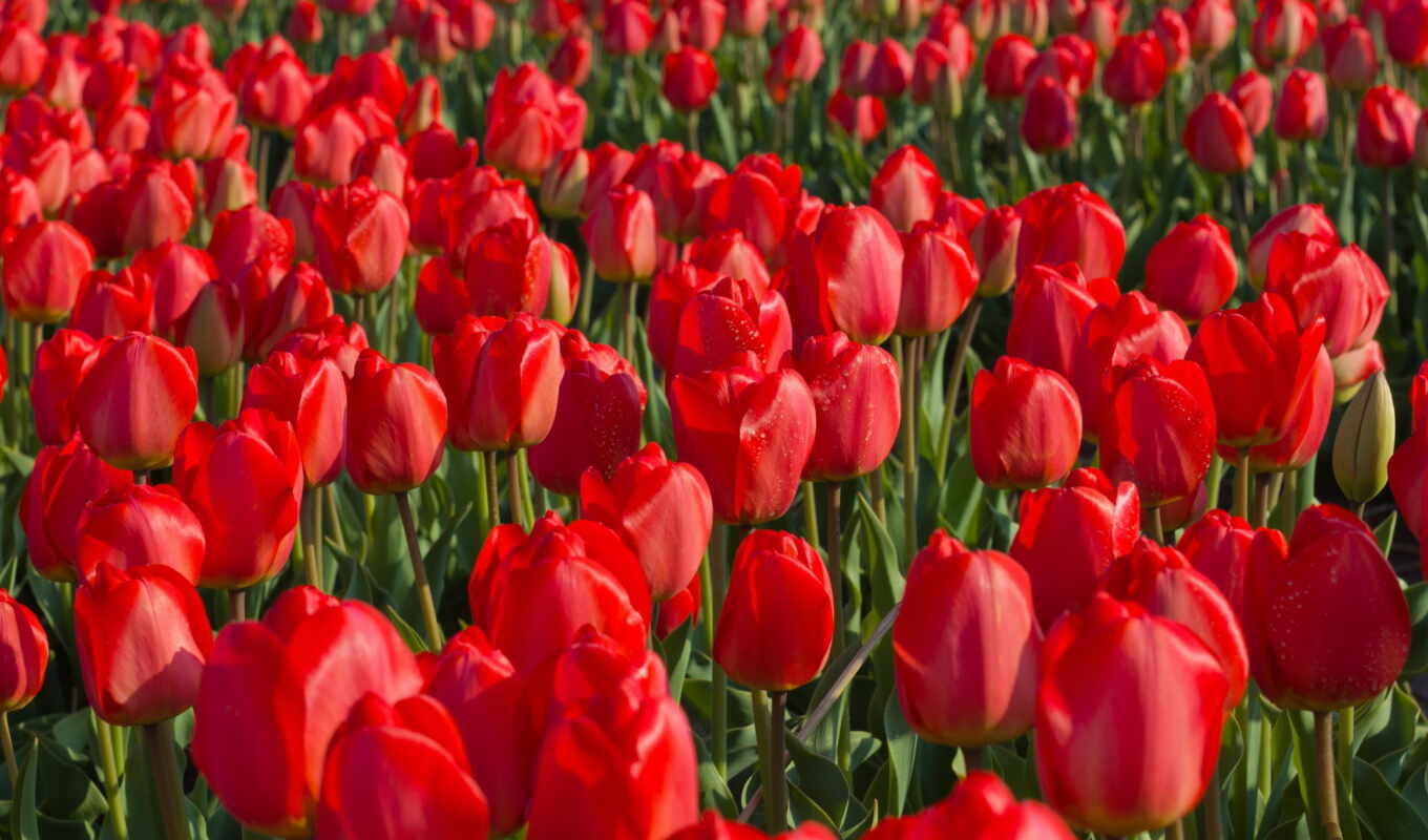 flowers, picture, red, tulips, tulips, many, margin