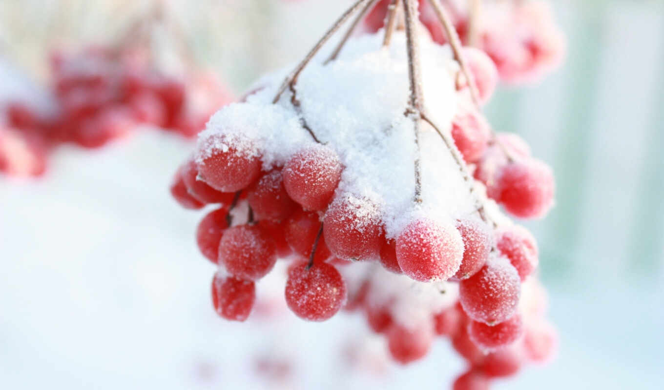 снег, winter, branch, ягода, рябина, зимой