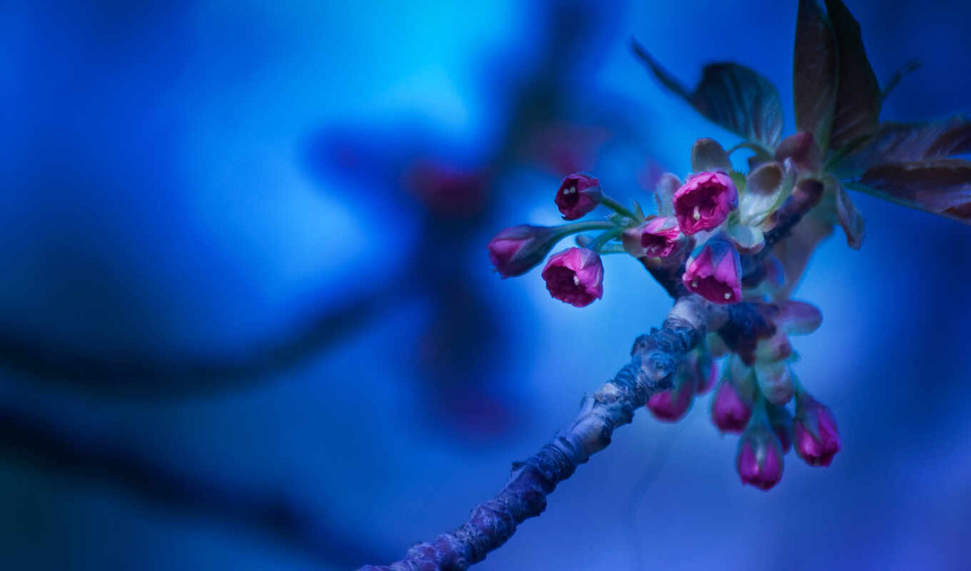 collection, fone, already, branch, spring, cvety, uploaded, blue, blooming, colors