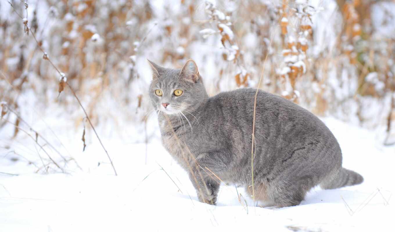 кот