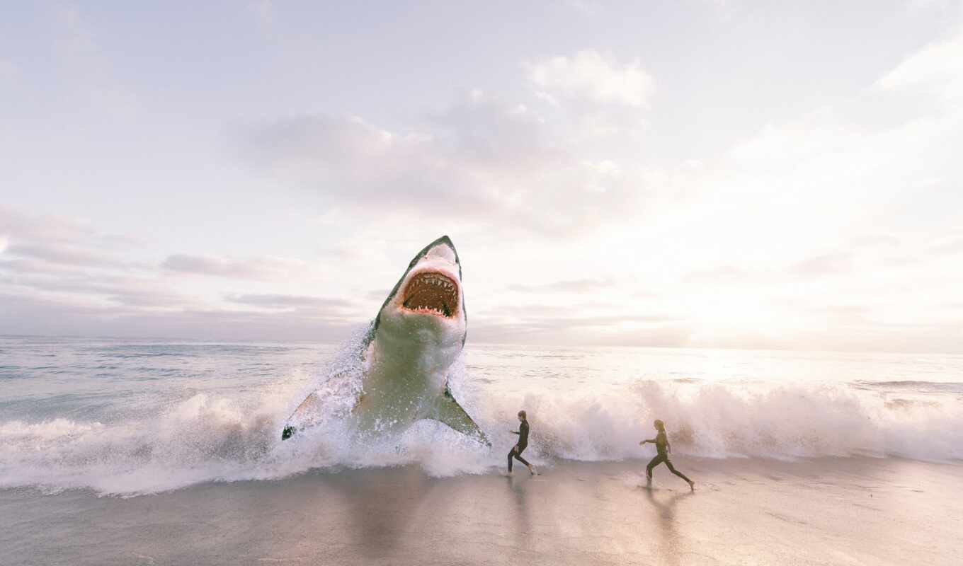water, пляж, хищник, который, human, florida, attack, гигант, state, акула