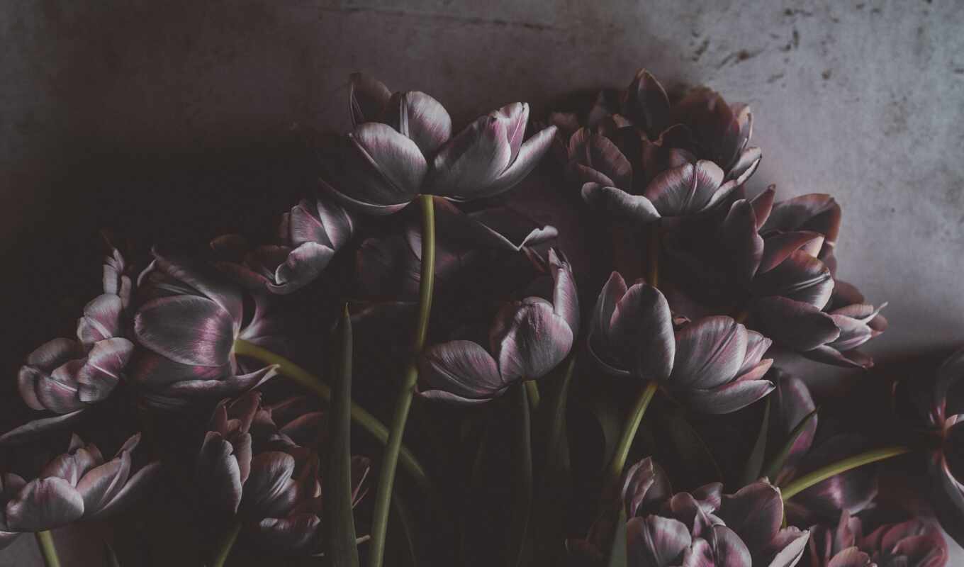 flowers, girl, comment, to leave, tulip, aesthetic, the authorizovac, eniliakald