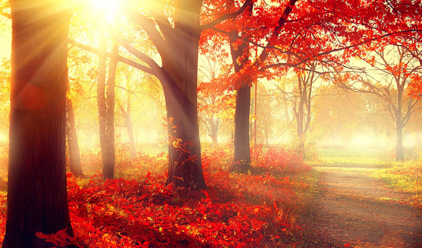 осень, листы, фотообои, podzim