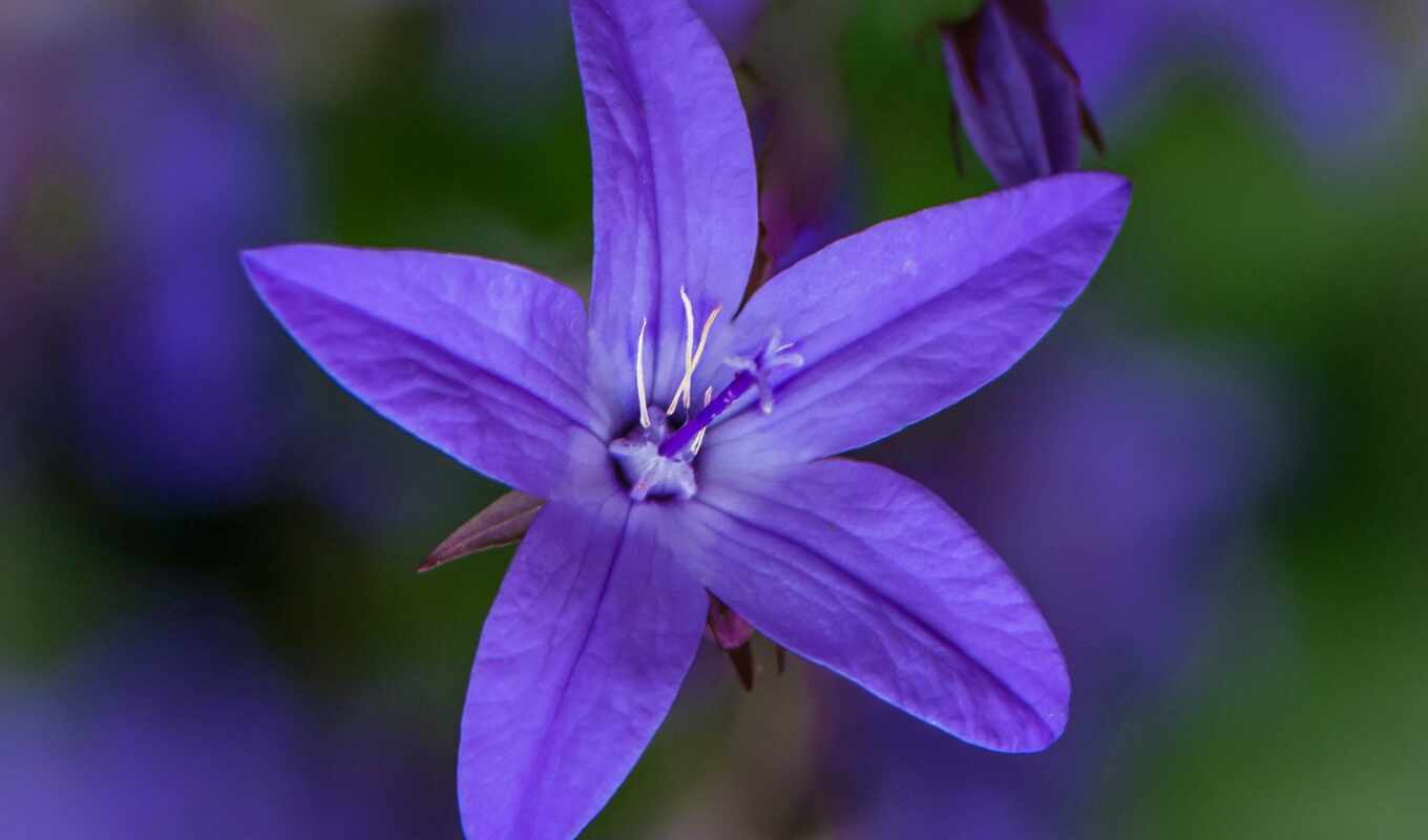 pacific, care, condition, grow up, bell, campanula, horticulture