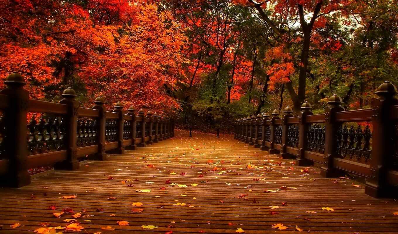 природа, взгляд, дерево, прогулка, осень, пасть, park, leaf, аллея
