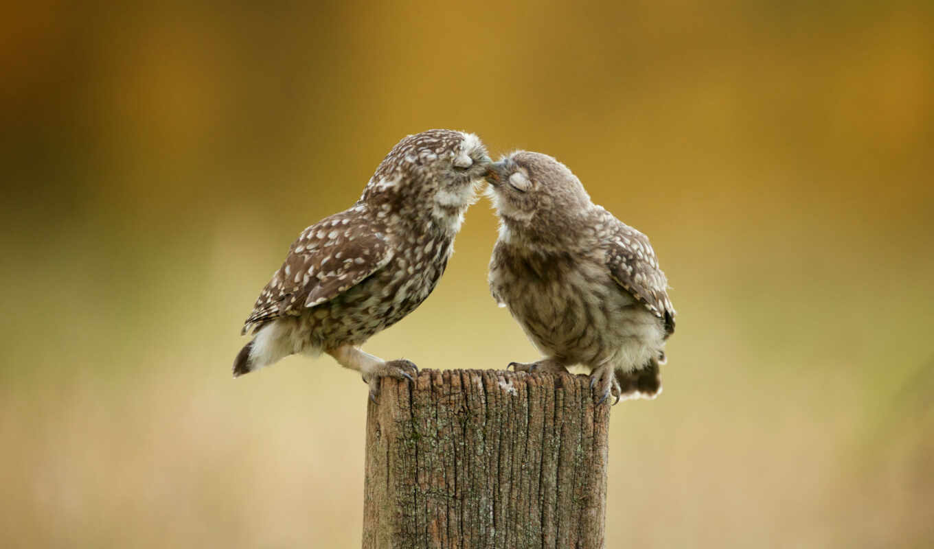 owl, they, from behind, feelings, zhivotnye, owls, everything, ring