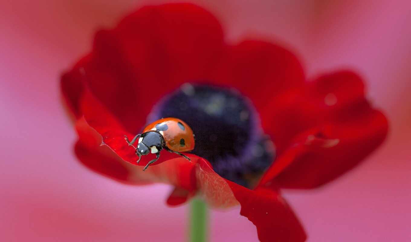 nature, flowers, red, add, insect, beautiful, god, cow, poppy, makryi