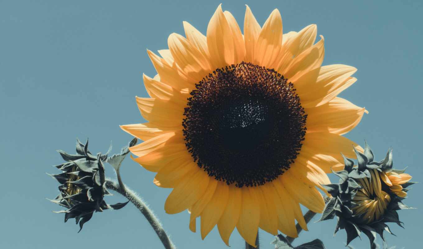 sunflower, Harry, idea, aesthetic