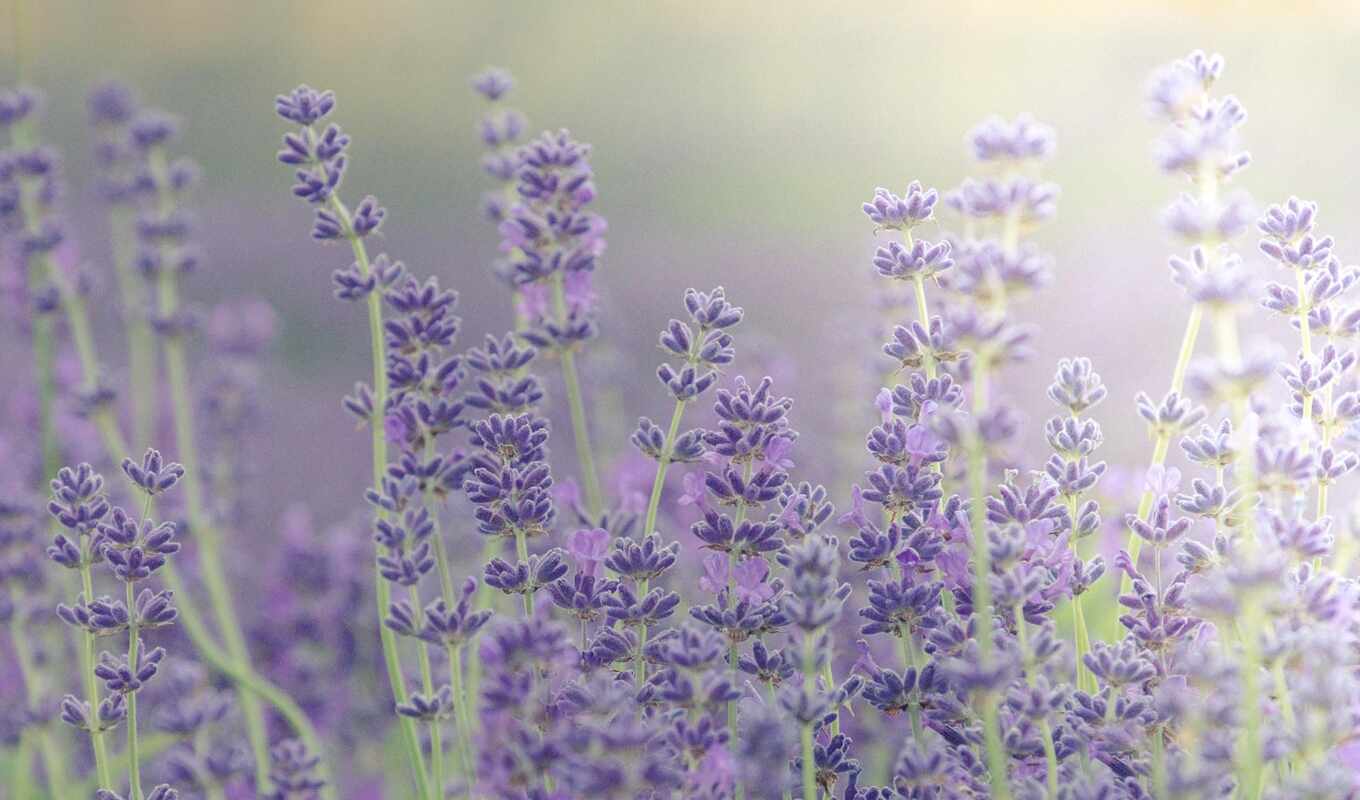 поле, lavender
