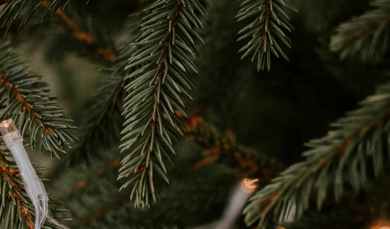праздник, garland, boreal, conifer