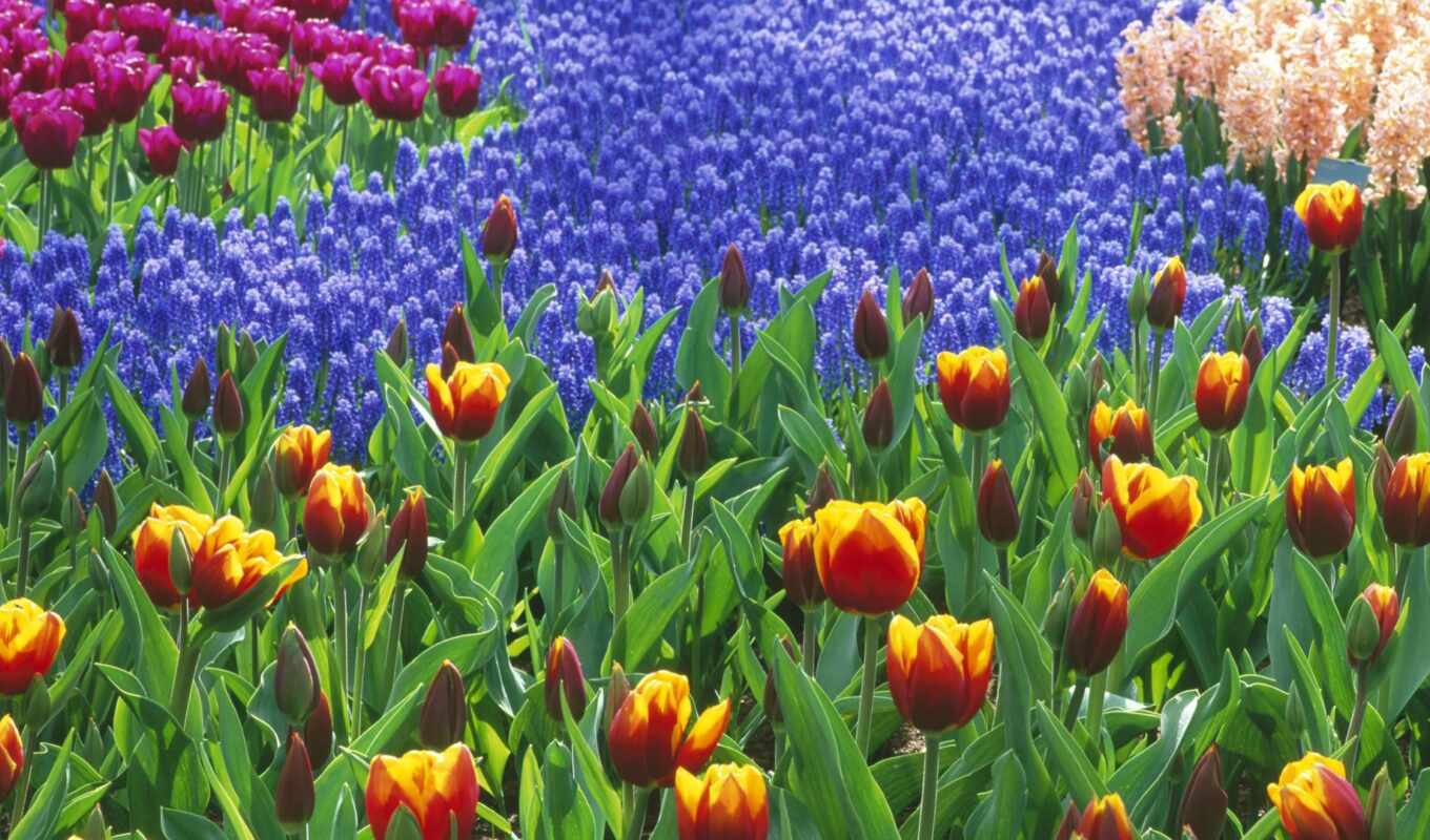 flowers, field, garden, tulip