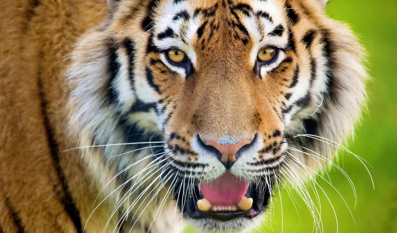 глаза, хищник, тигр, animal, зубы, открыть, бумага