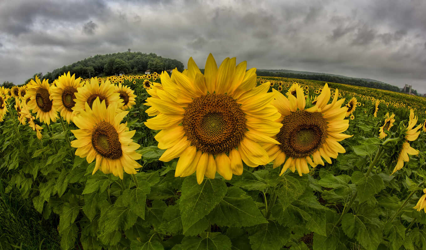 a computer, games, beautiful, field, photos, sunflowers, panorama, panoramic, colors, clouds, pineapples