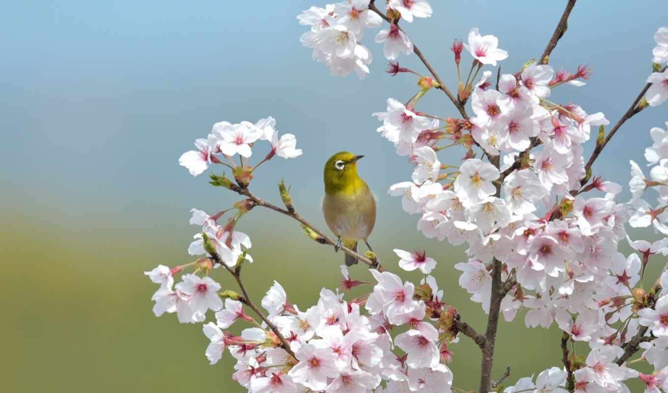 flowers, white, eye, japanese, bird, spring, pixel, dot, nightingale, pazlyi