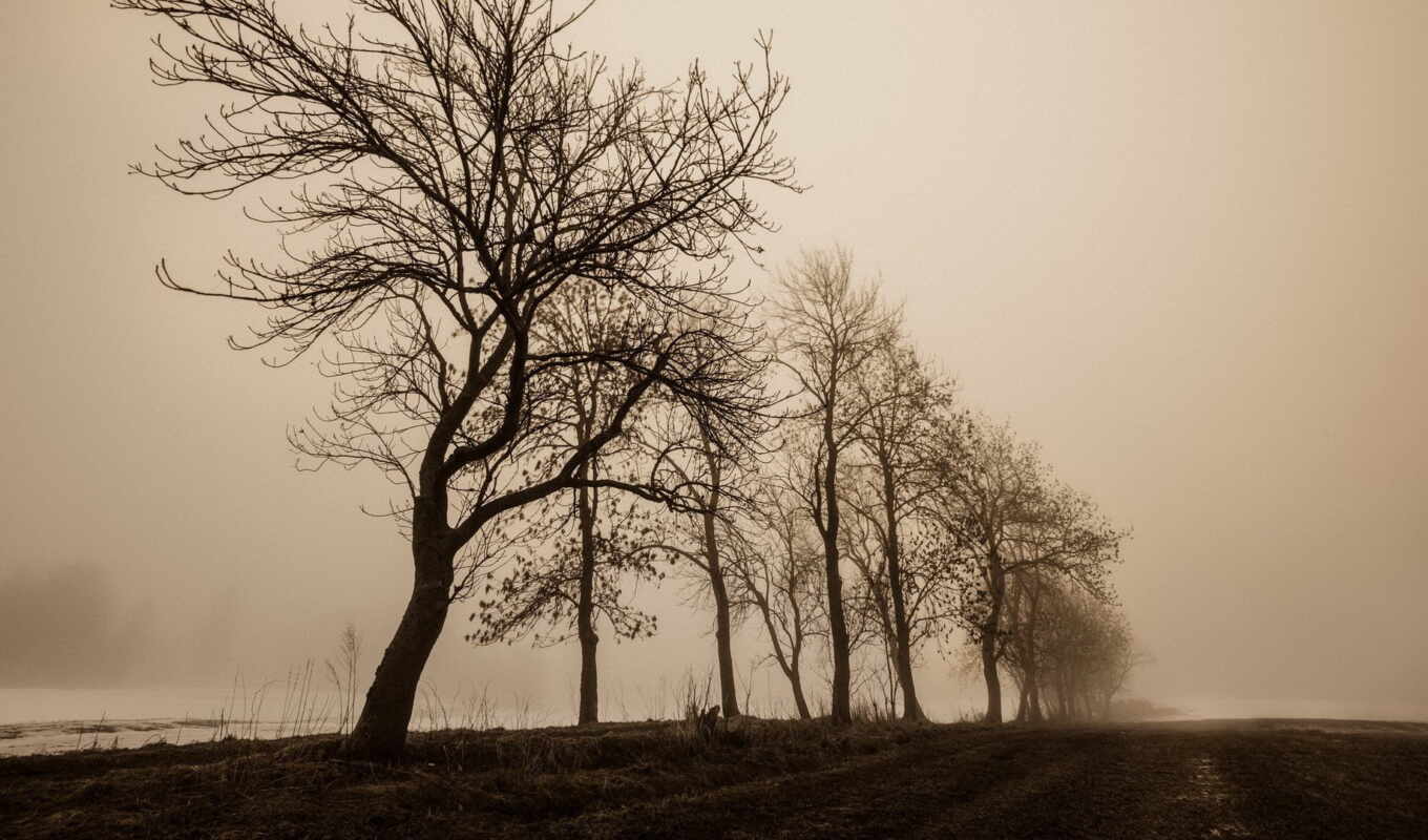 tree, quality, fog, tree, room, photo wallpapers, fore, golov, golyi, znachenie, slovosochetanie