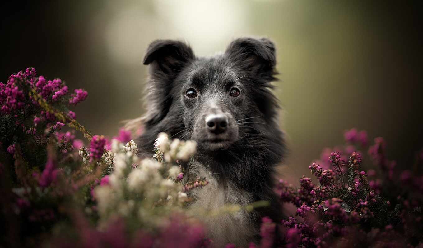 собака, николь, порода, pixel, dot, fotografie, companion, цветок, корги, trenk