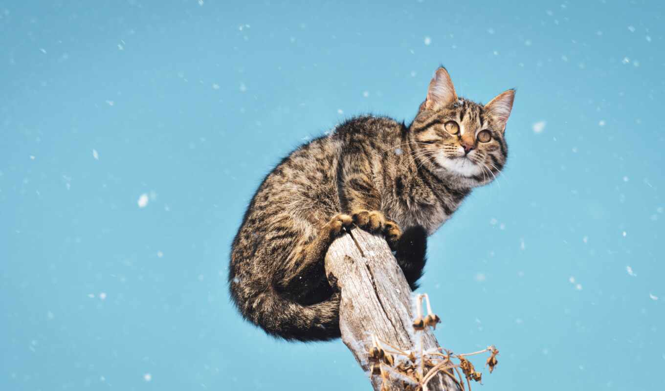 picture, home, weather, cat, animal, the trunk, news, lie, snowfall, tabby
