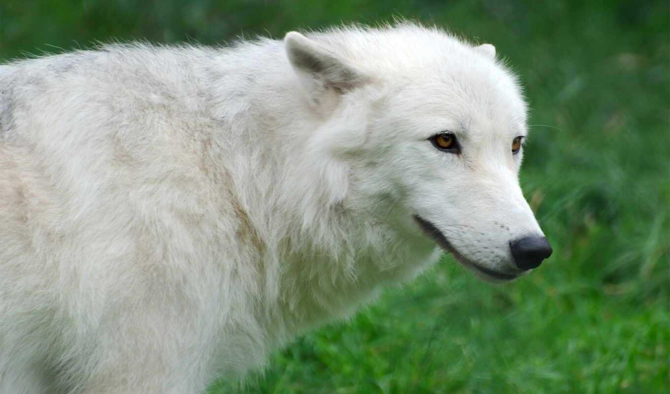white, волк, arctic, щенок, polar