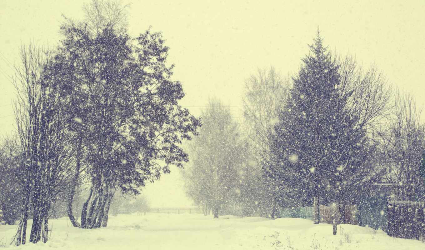 дерево, снег, winter