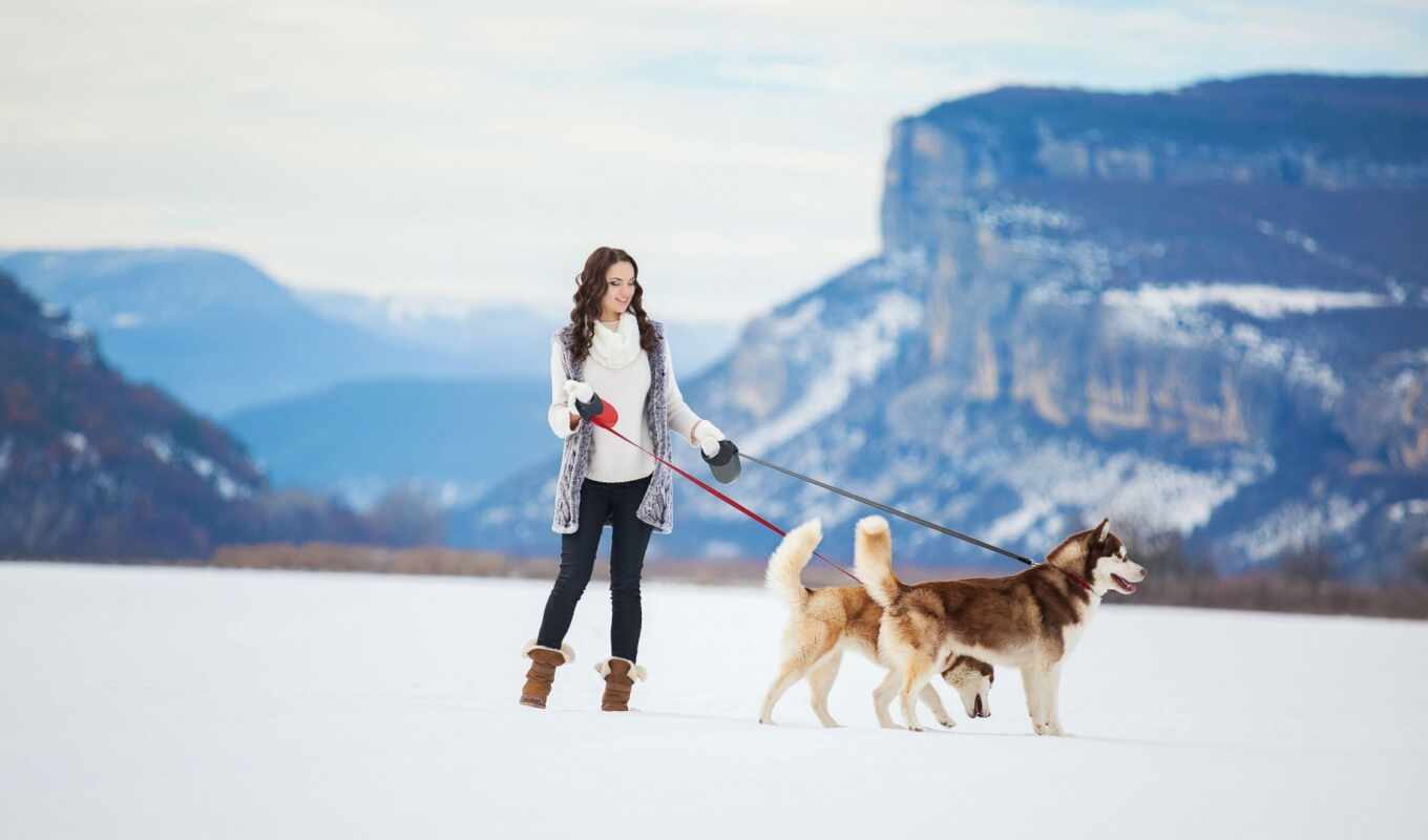 winter, mountain, dog