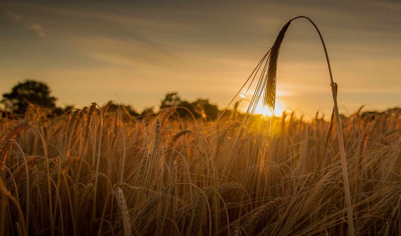 field, wheat