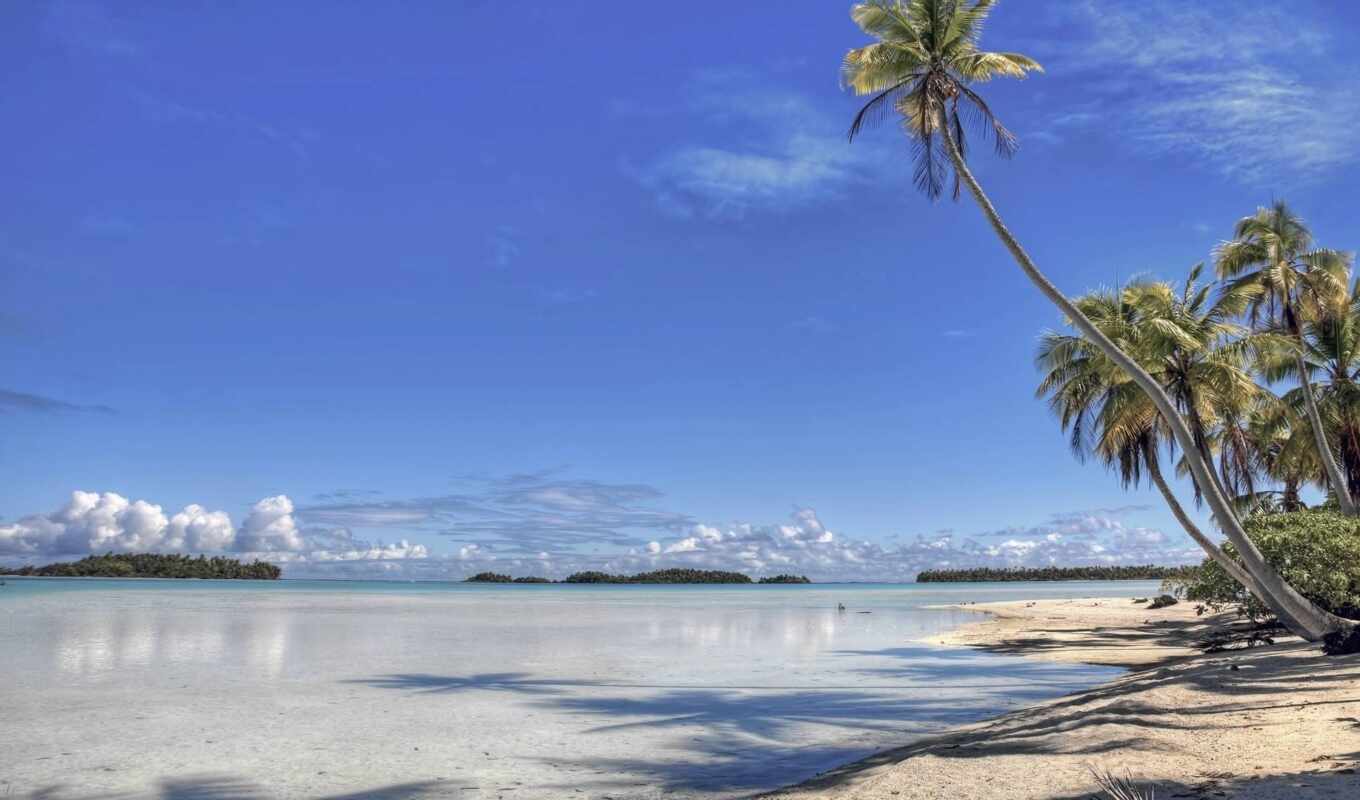 природа, дерево, пляж, во, palm, maldive, barbados, дневной