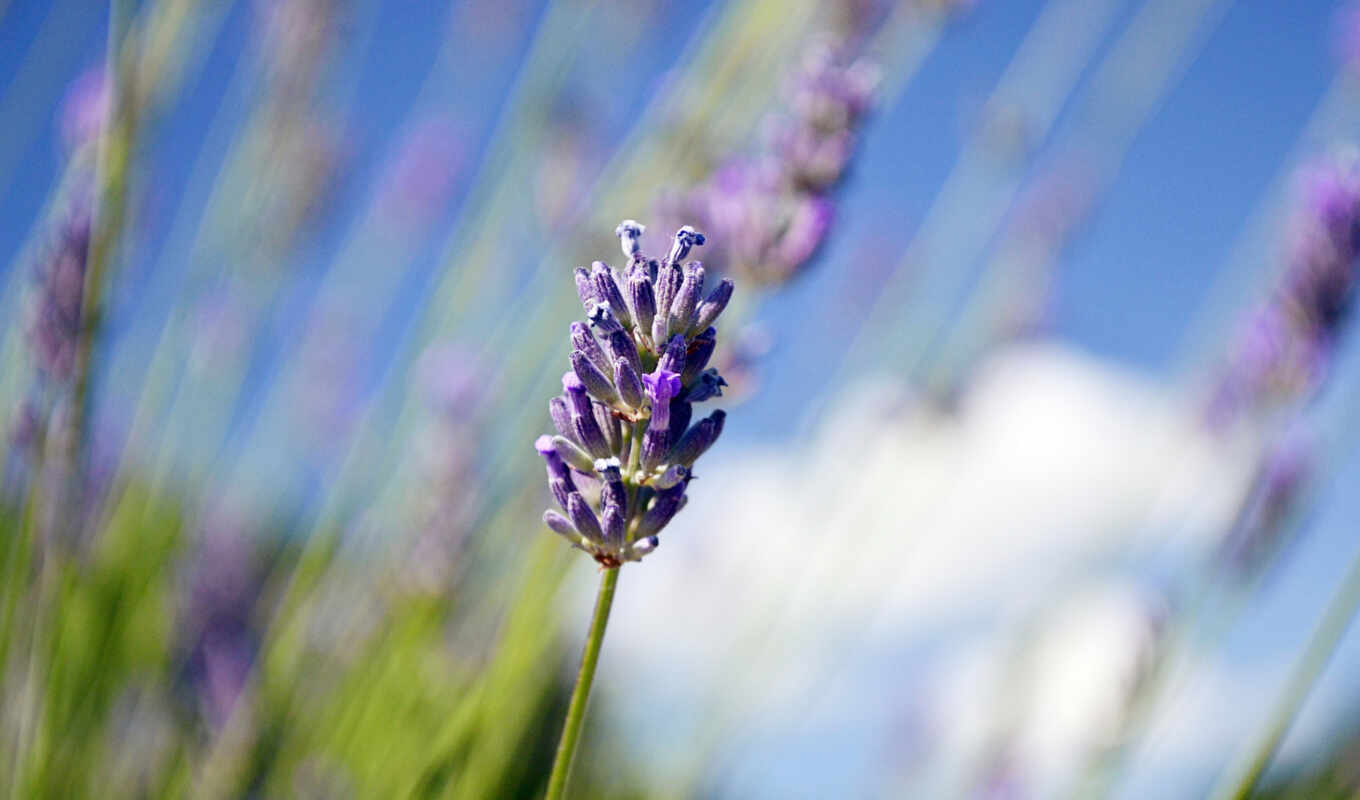 high, best, flowers, lavender