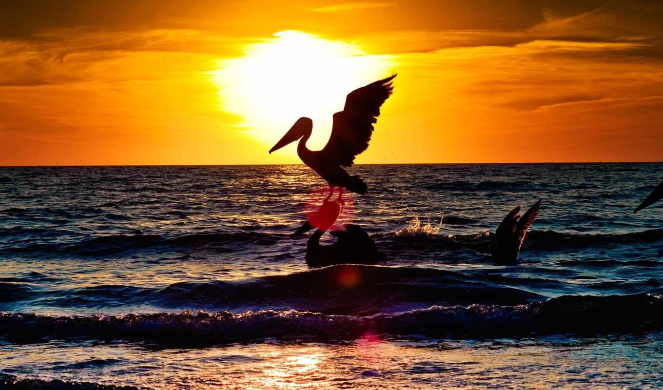 sunset, water, sea, ocean, birds, animals, animal