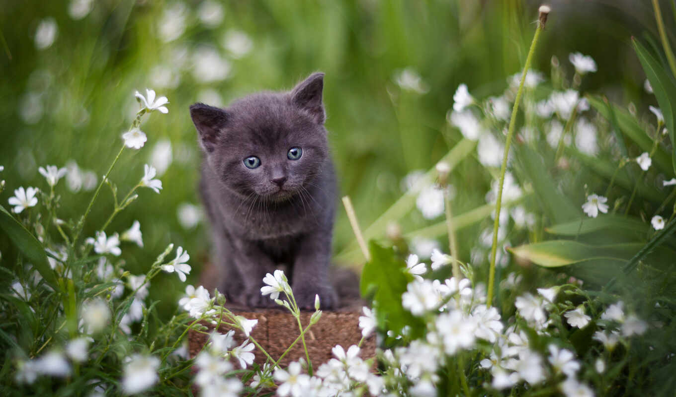 серый, кот, cute, british, котенок, animal, короткошерстный, pet, chartreu