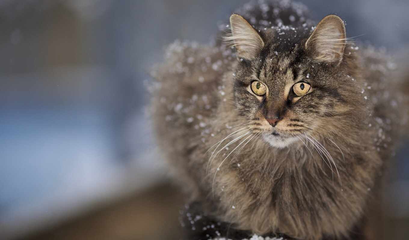 snow, cat, breed, fluffy, pet